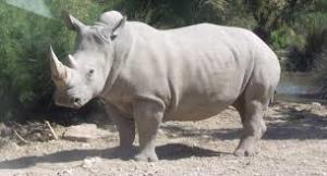 rare white rhino, San Diego Zoo
