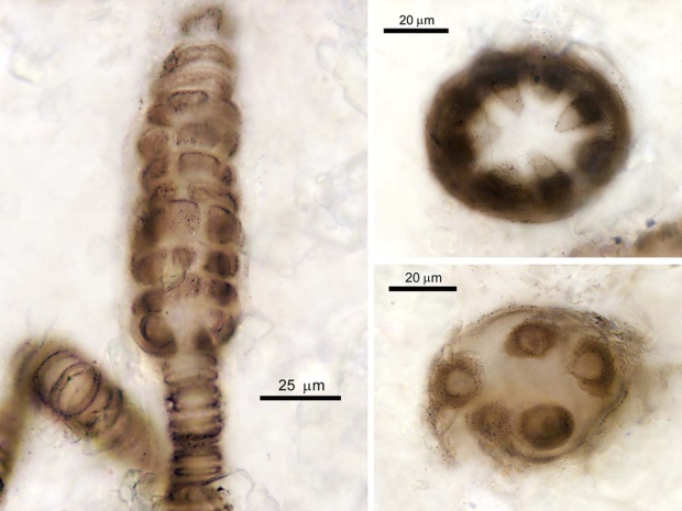 Organisms Sex 46